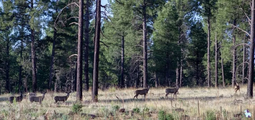 Spotting wildlife on a hike through the ponderosa forest behind Little America Flagstaff
