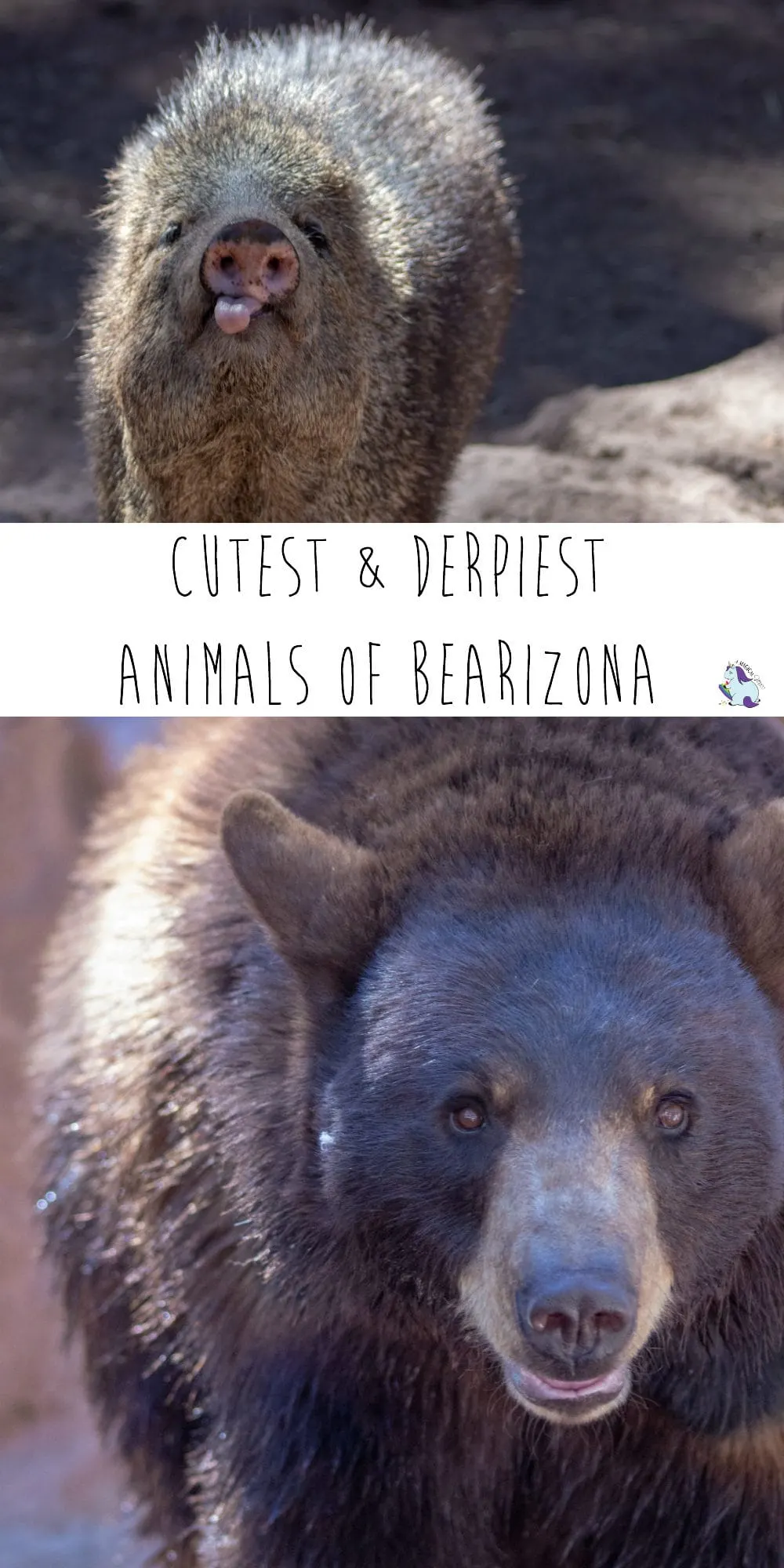 A whole post with photos of all the cutest and derpiest animals in Bearizona