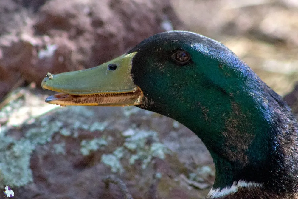 Cheese! Happy duck at Bearizona.