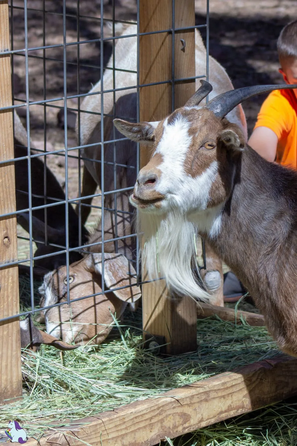 Derpiest goats of Bearizona.