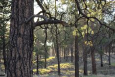 Hiking trail at Little America Flagstaff