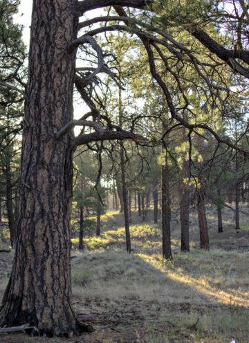Finding the Best Hotel Near Grand Canyon for an Unforgettable Family Vacation