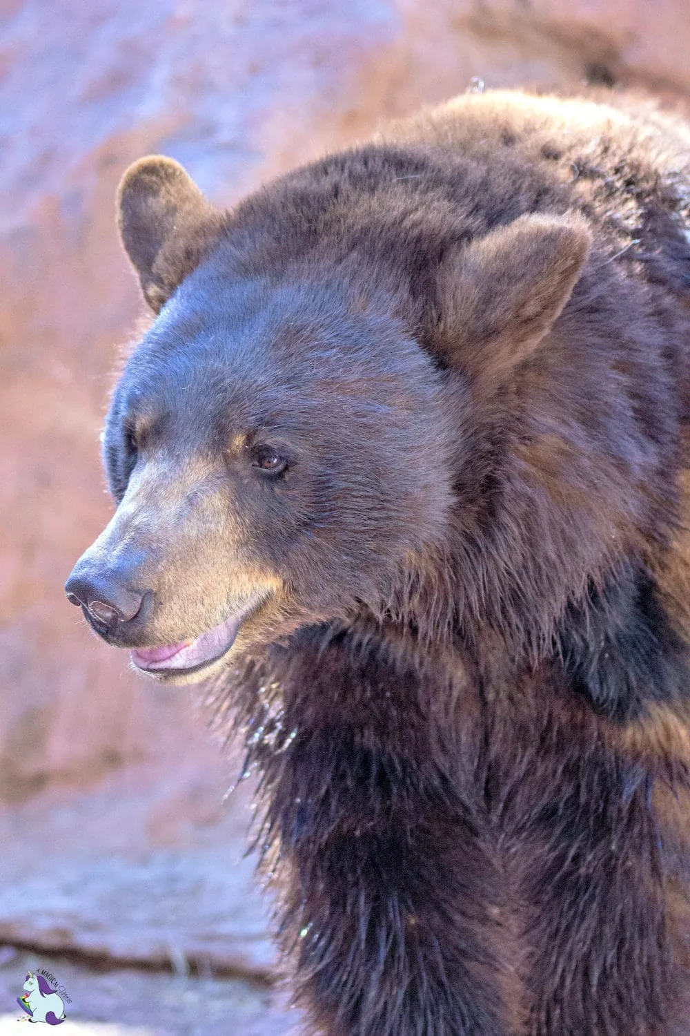 Kindergarten bears at Bearizona.