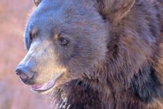 Kindergarten bears at Bearizona