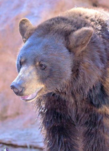 The Cutest and Derpiest Animals of Bearizona
