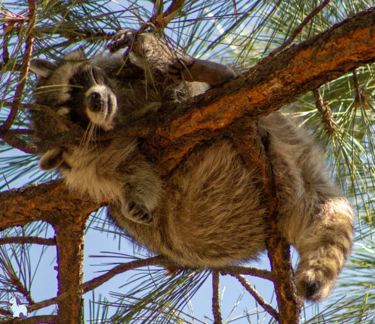 The Cutest and Derpiest Animals of Bearizona | A Magical Mess