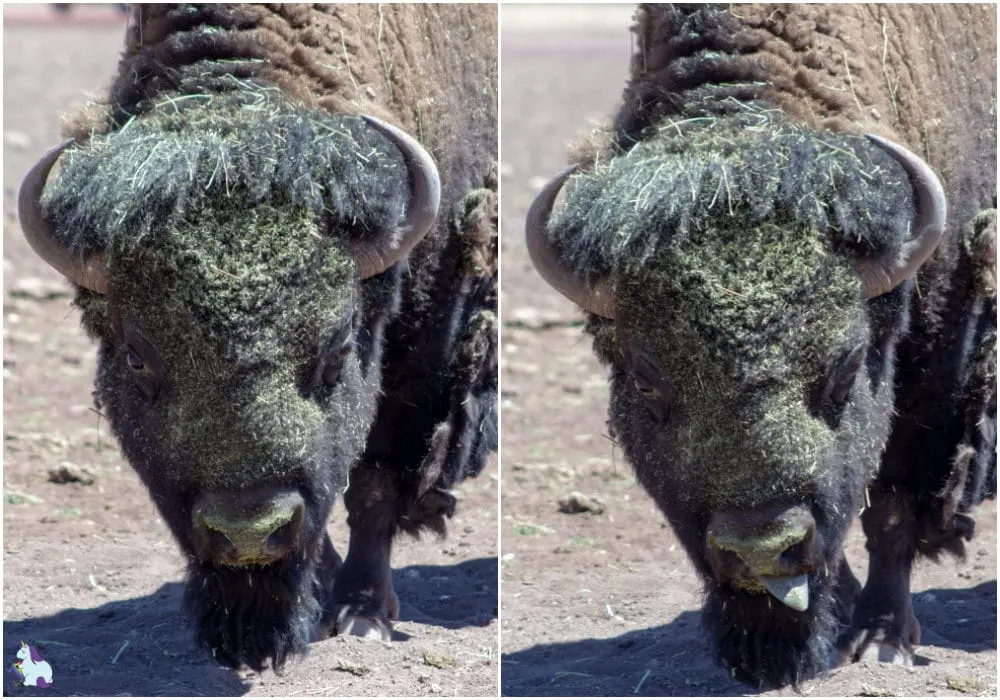 Derpy bison at Bearizona.