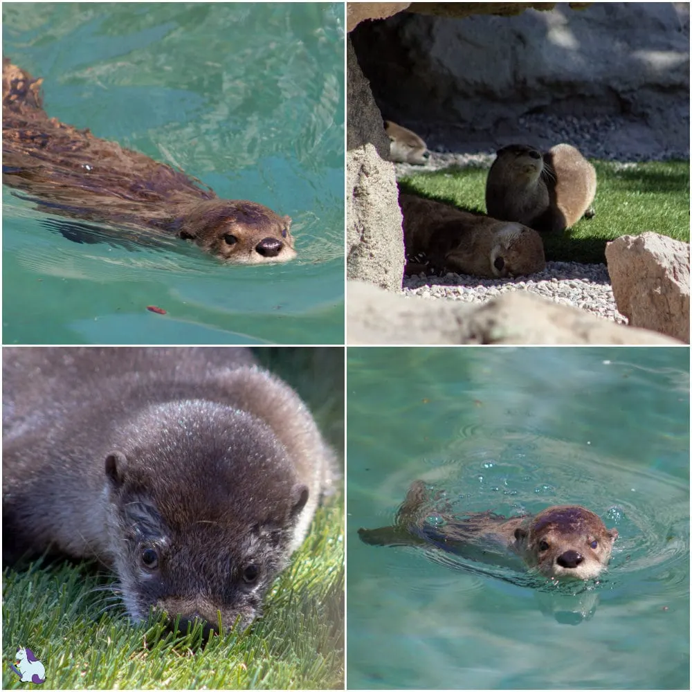 Adorable otters at Bearizona. 