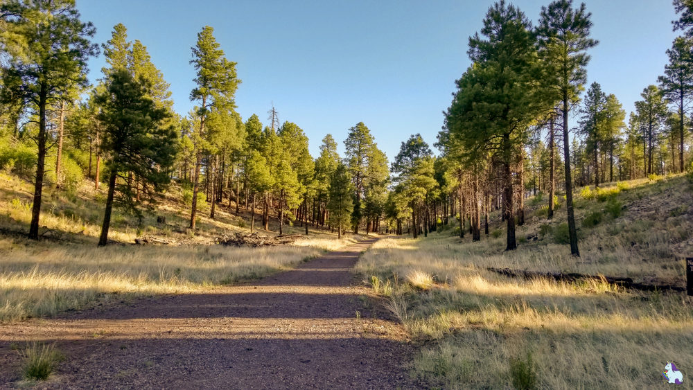 Ponderosa forest trail is awesome for an early morning walk