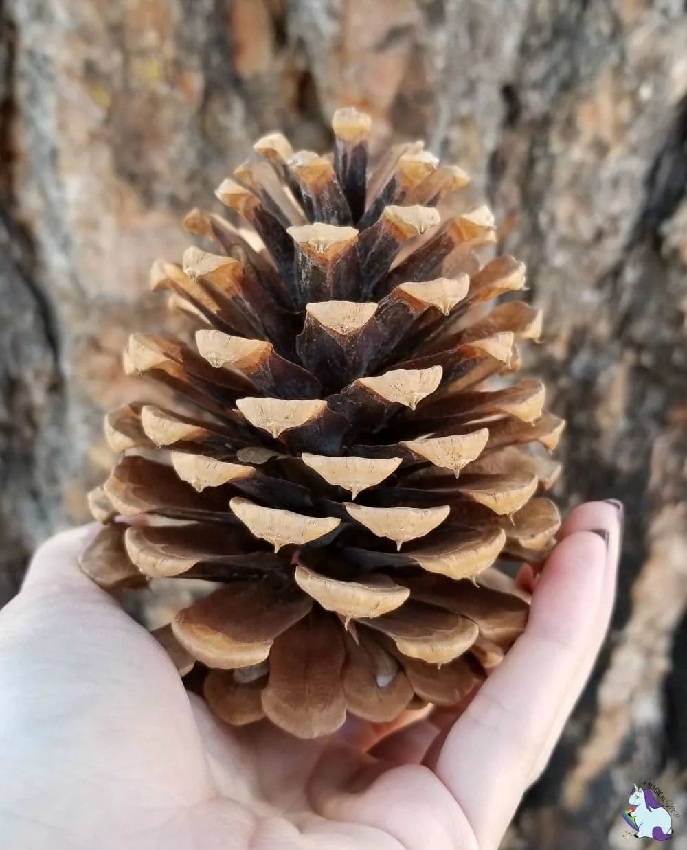 Ponderosa pine cones are fascinating! This was found near the South Rim of the Grand Canyon