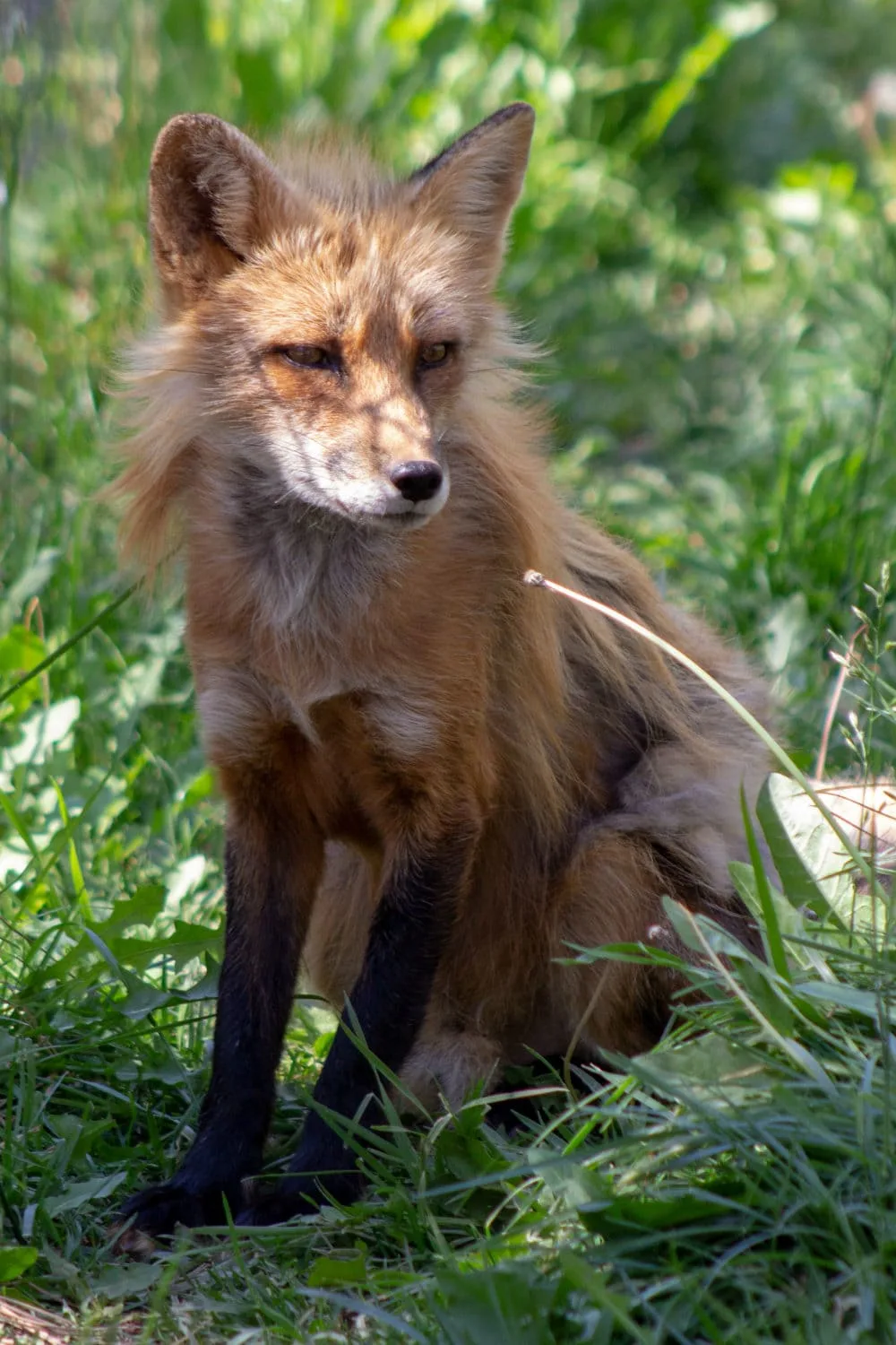 This pretty fox questions everything at Bearizona.