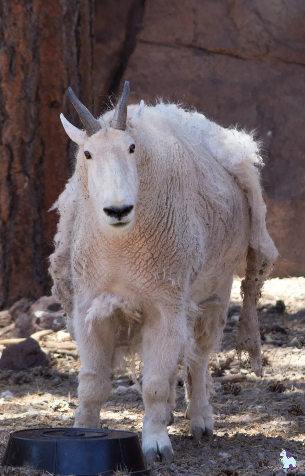 What is this guy? He's so happy and such a mess! Bearizona is full of hilarious creatures!