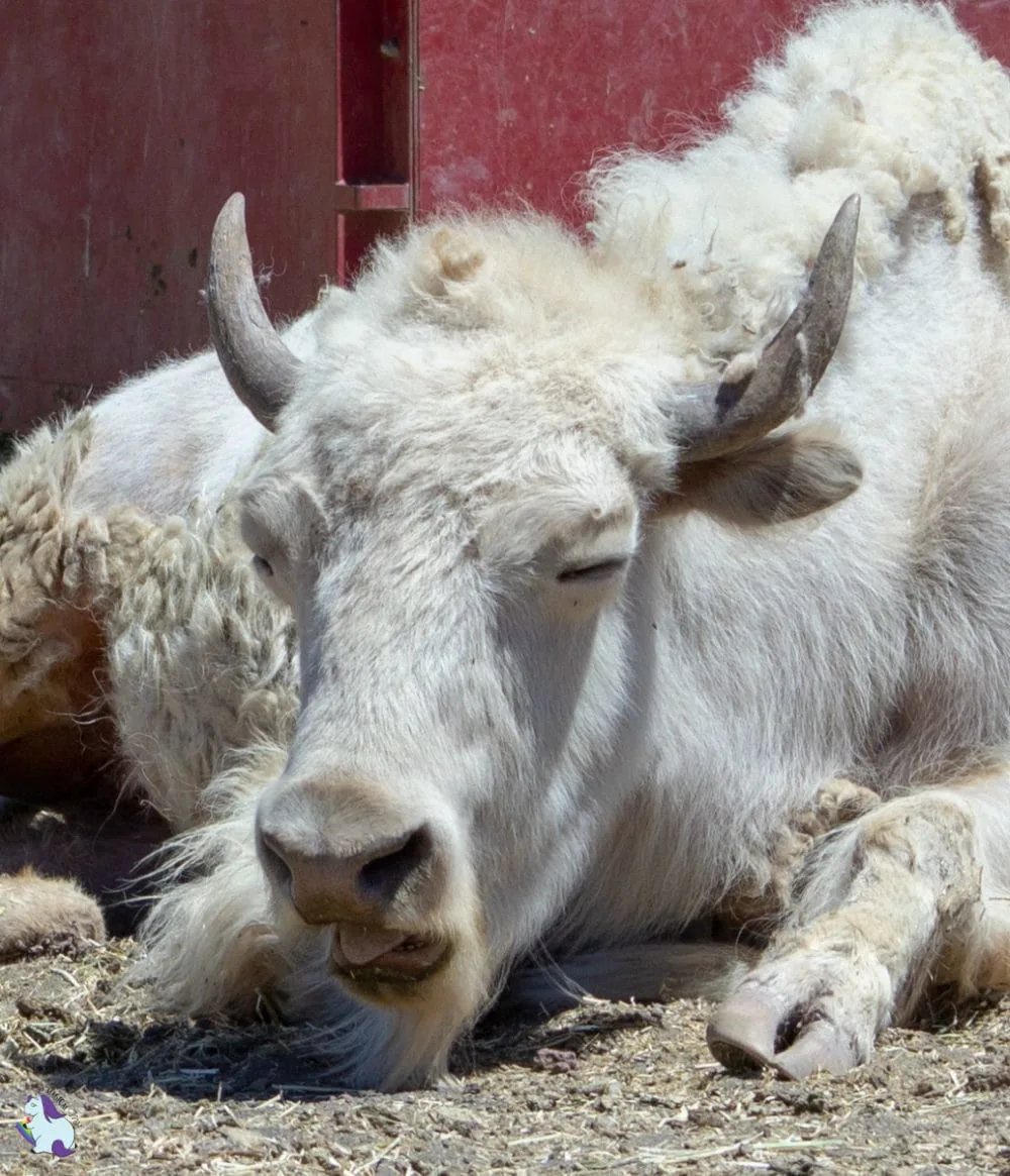 Dude. I feel ya. This funny white bison at Bearizona has had enough.