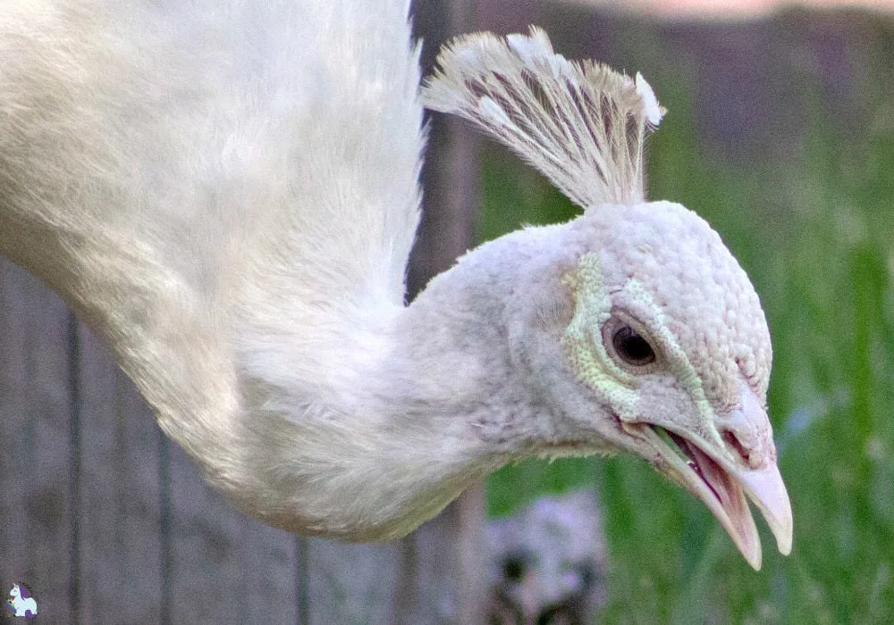 Derpy white peacock in Bearizona.