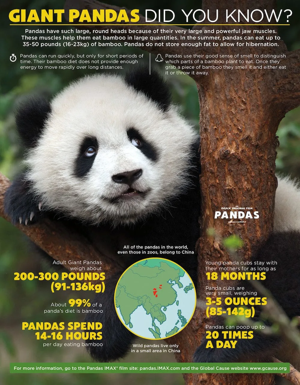 PANDAS movie panda bear facts.