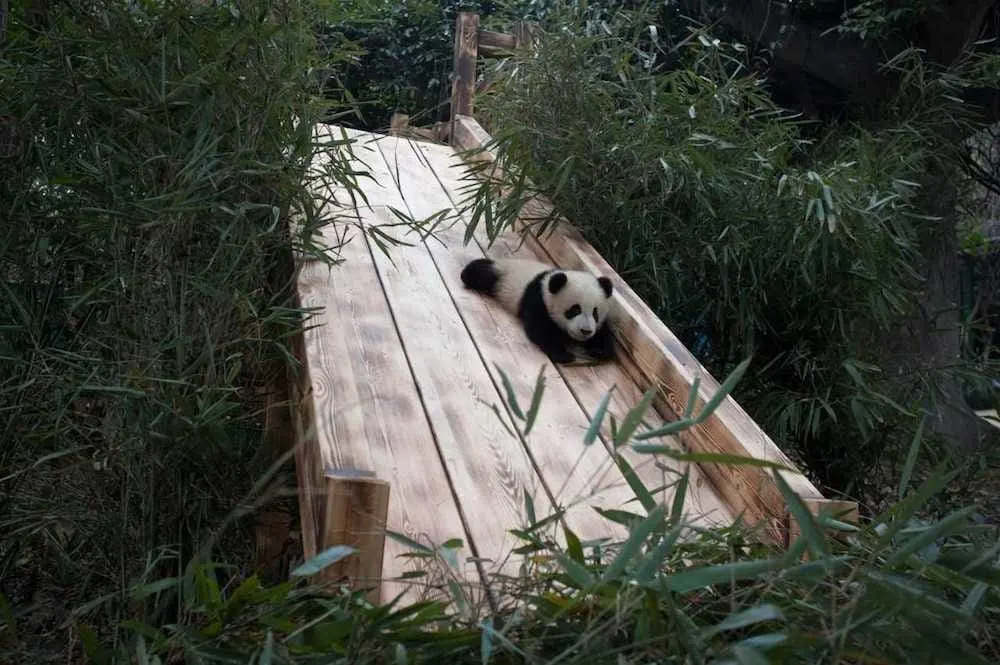 Baby panda going down a slide.