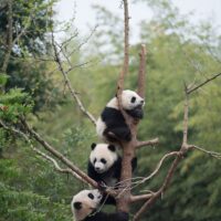 Baby PANDAS from the new IMAX movie narrated by Kristen Bell