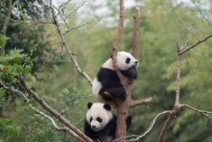 Baby PANDAS from the new IMAX movie narrated by Kristen Bell