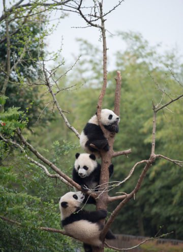PANDAS Movie Narrated by Kristen Bell