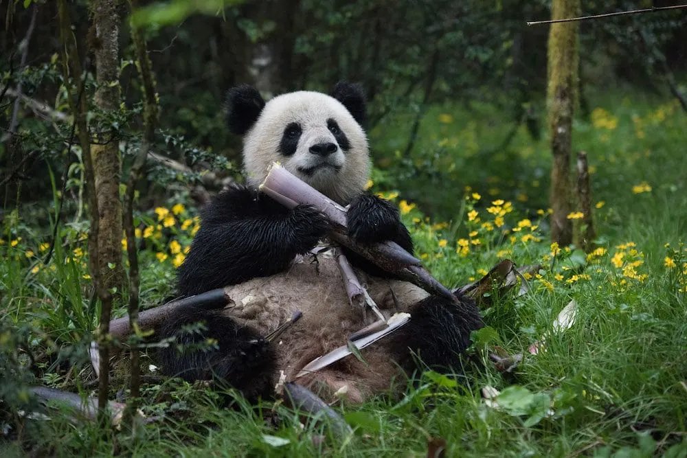 Giant Panda from IMAX PANDAS.