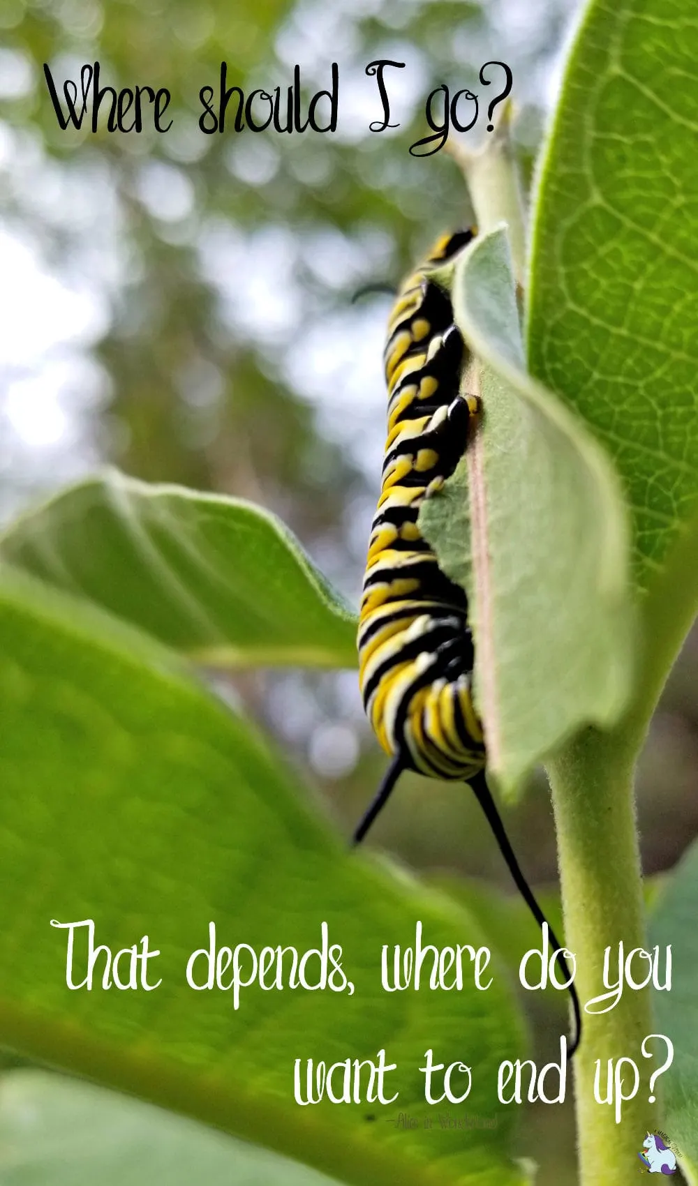 Caterpillar on a leaf.