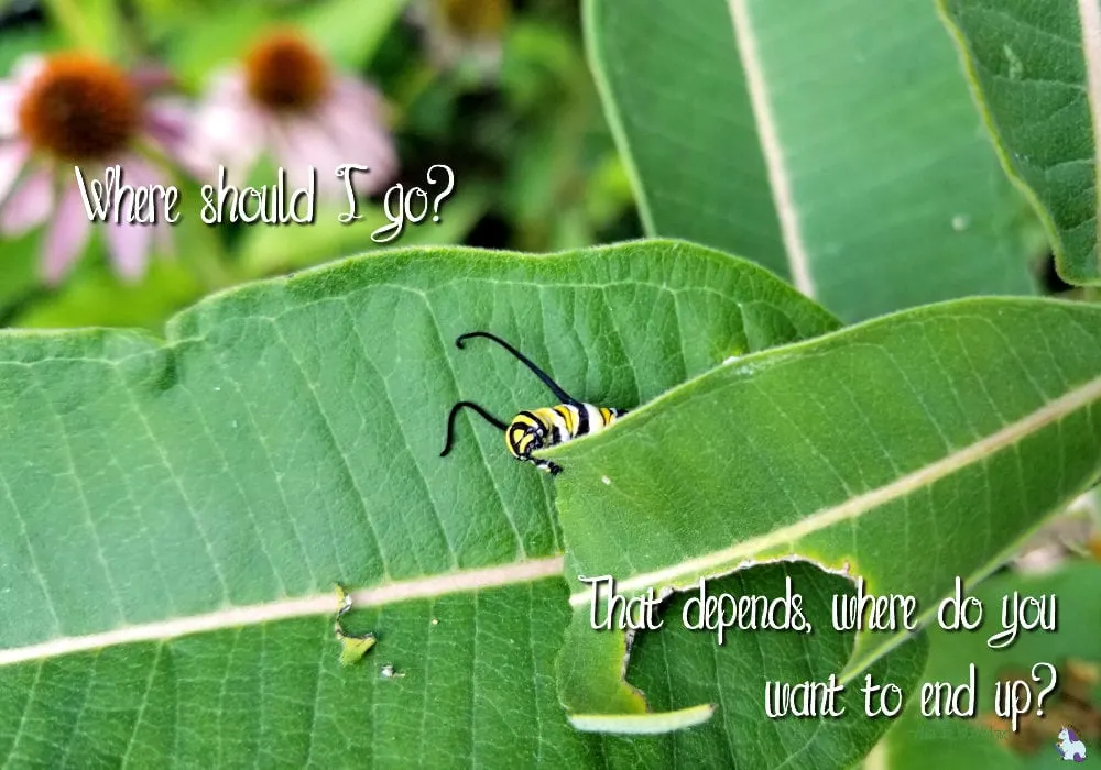 Caterpillar eating a leaf.