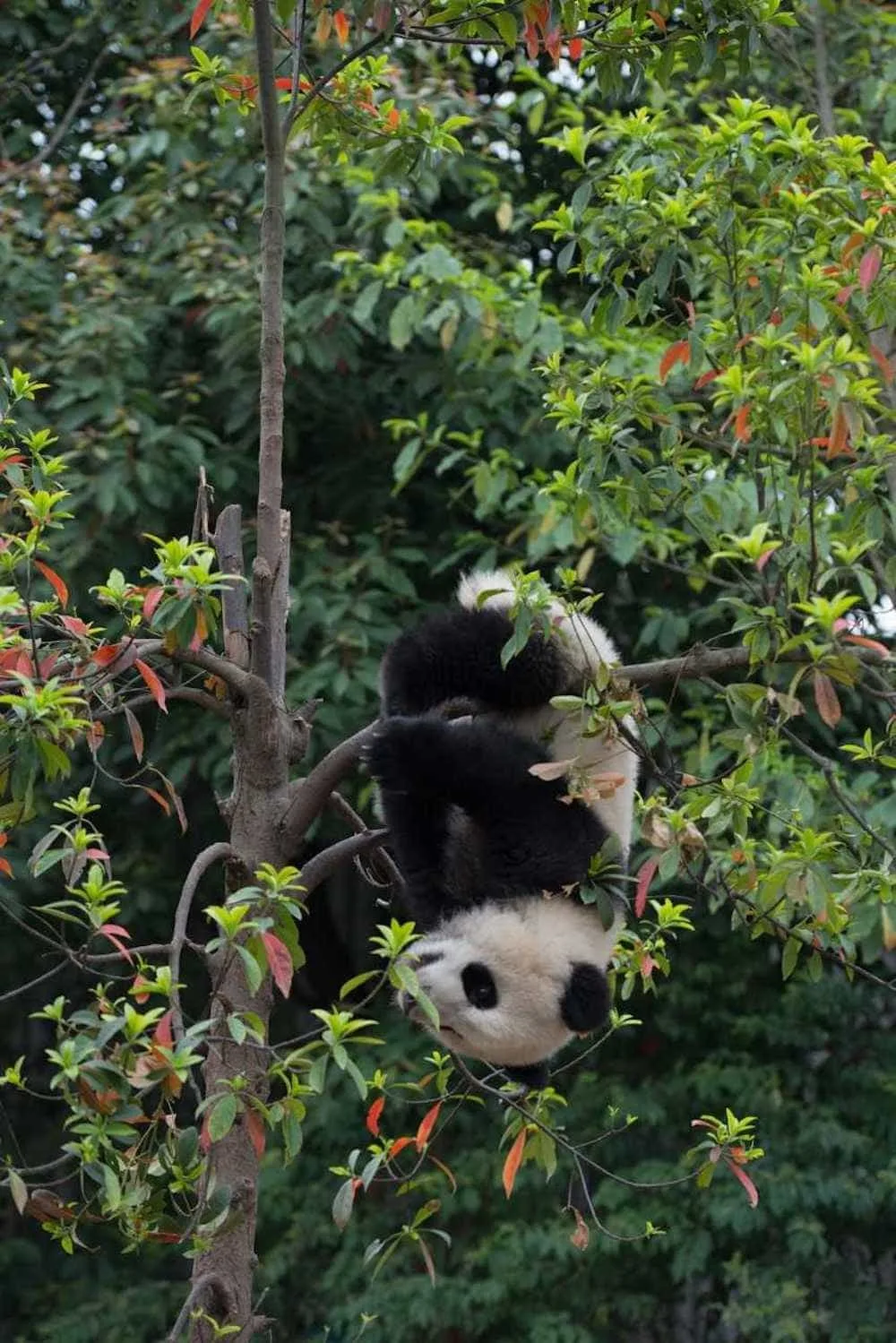 A panda hanging upside down from the PANDAS movie. 