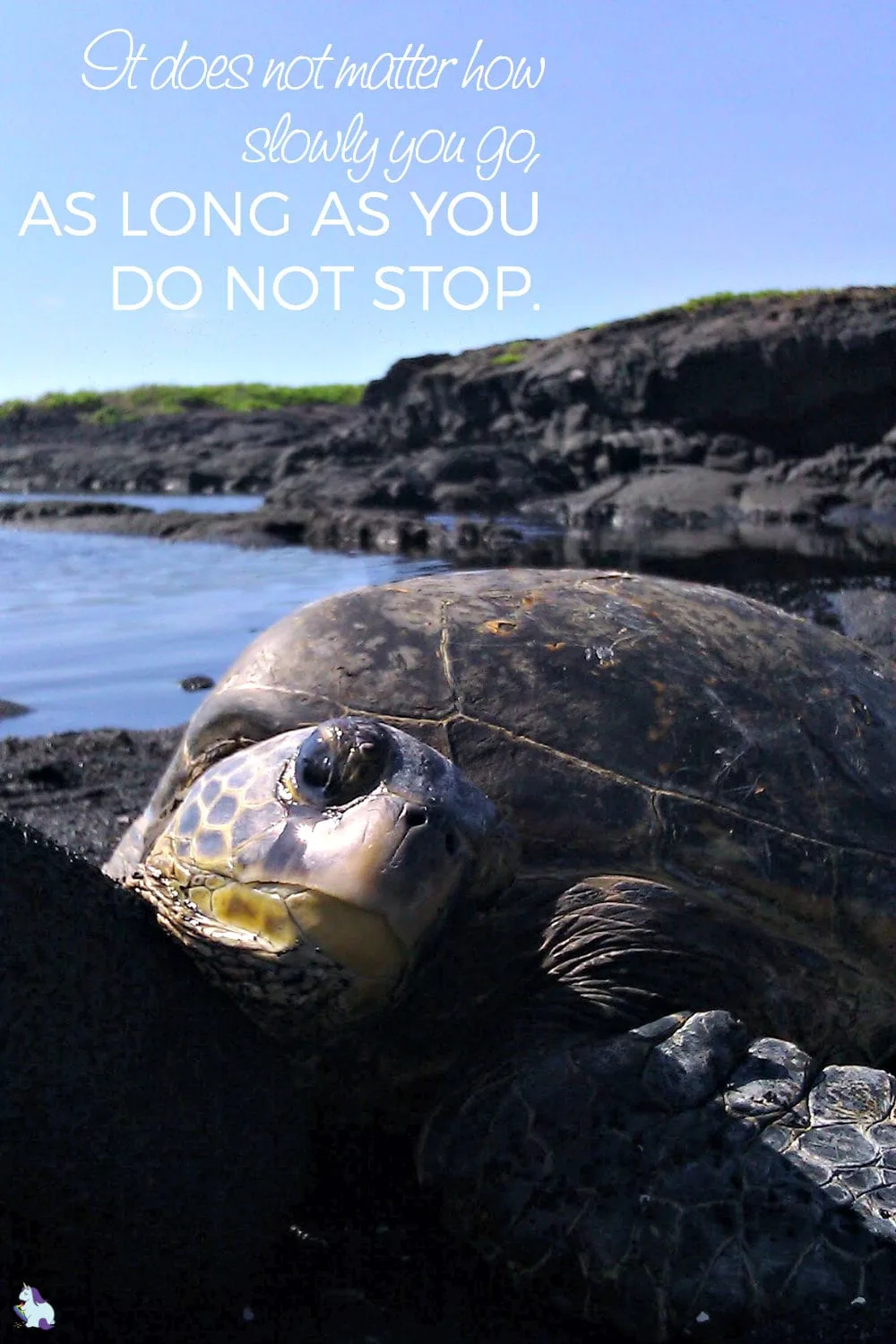 Sea Turtle Wisdom: Never give up. Just Keep Swimming.