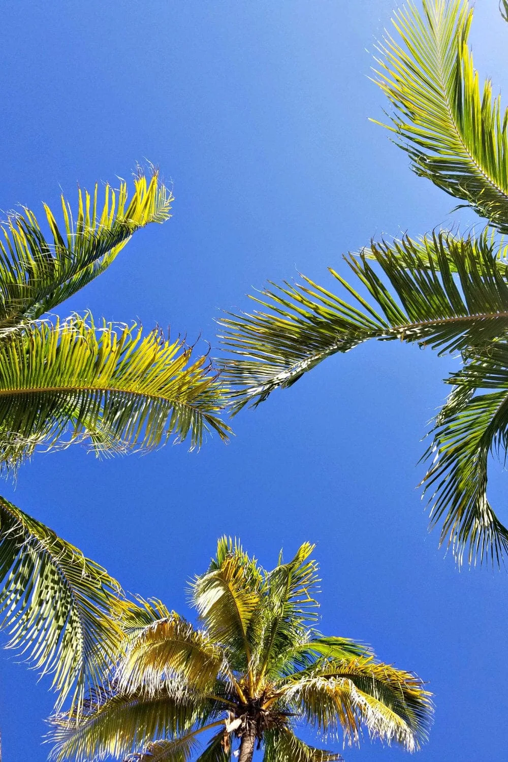 Looking up at beautiful Palm Trees