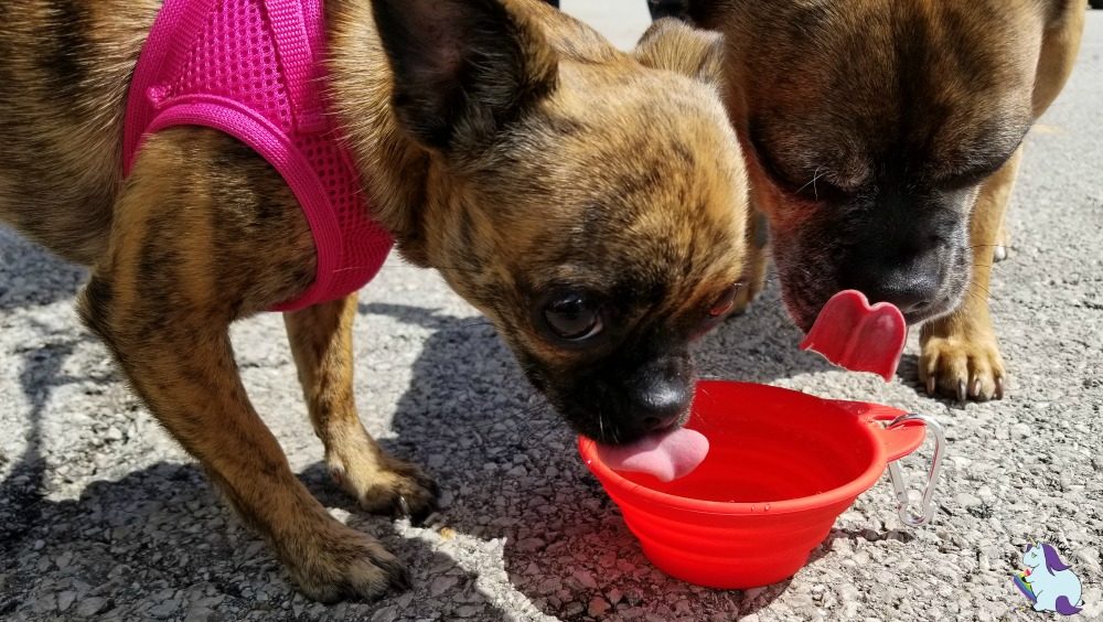 Dogs drinking water out of collapsible bowls