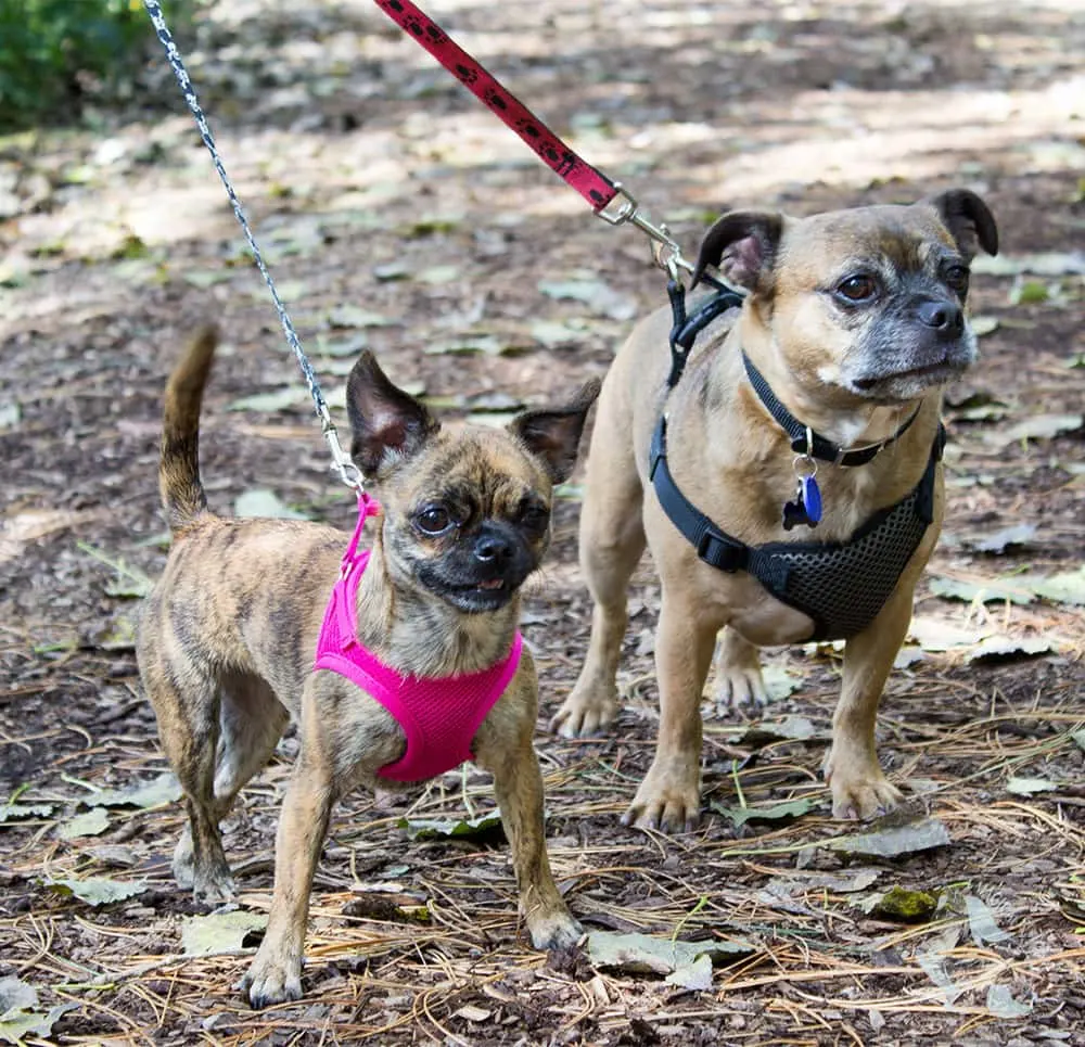 Two pug mix breeds enjoying a walk on a nature path.