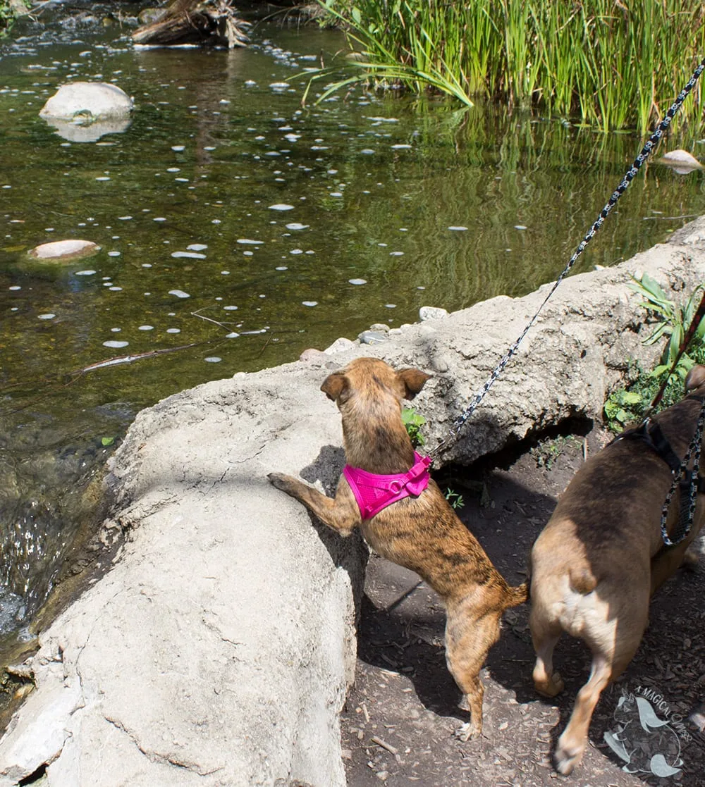 Dogs looking at the waterfall