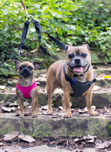 How We Keep our Pug Mix Dogs Ready for Fall Walks