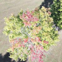 Drone shot of fall leaves