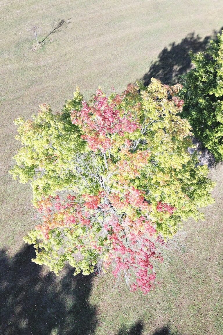 Drone shot of fall leaves