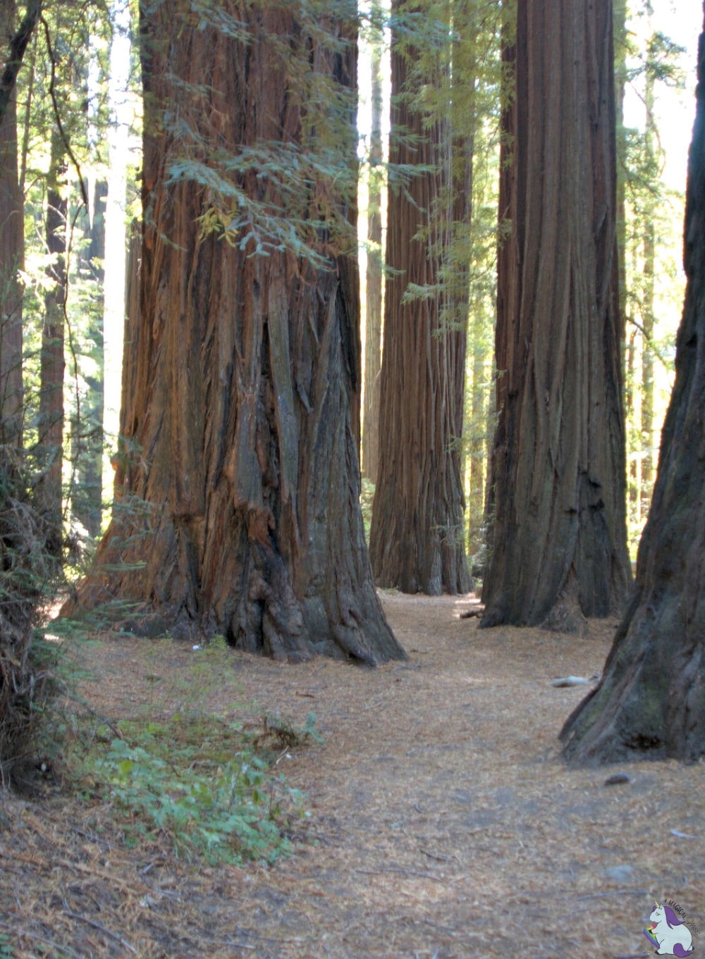 Trees in the Redwood Forest. 