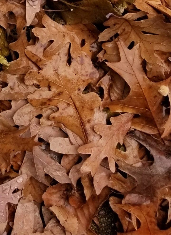 Fall leaves after fresh rain
