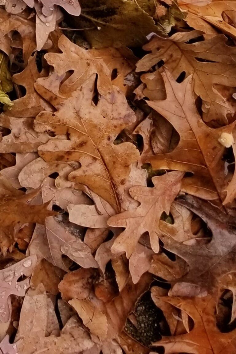 Fall leaves after fresh rain