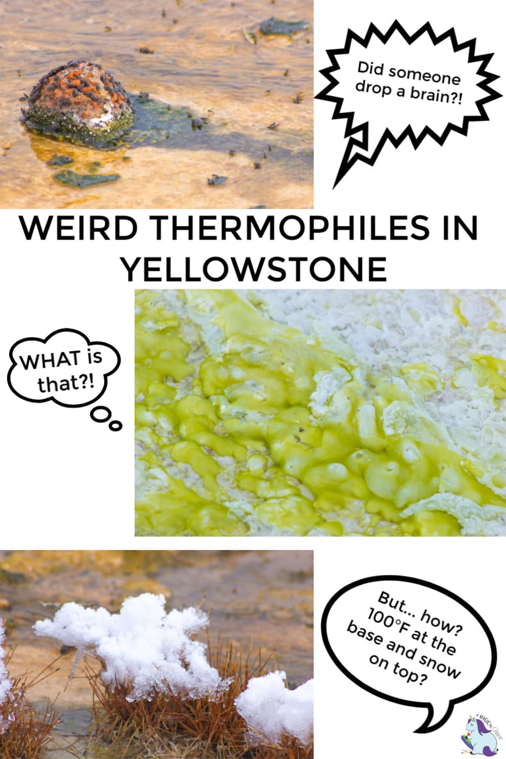 Colorful thermophiles in Yellowstone National Park hot springs.