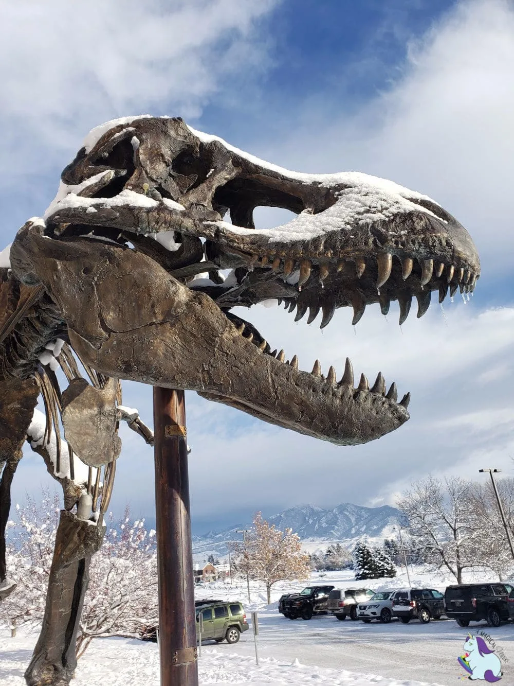 T Rex skeleton at Museum of the Rockies.