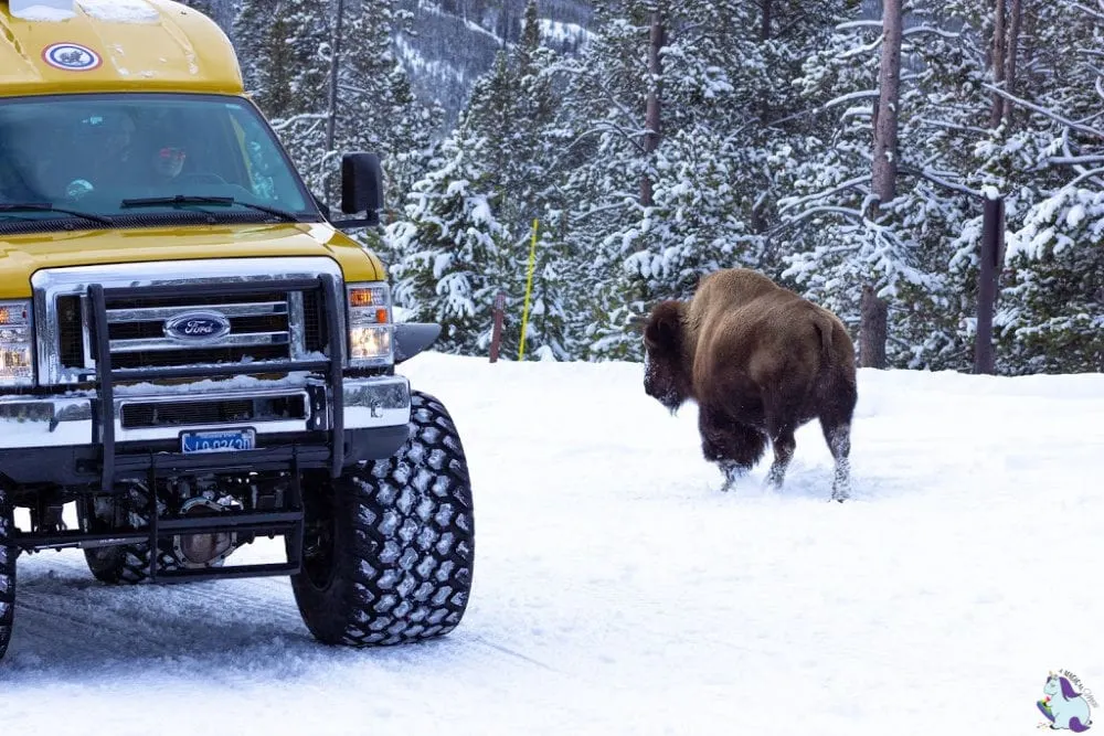 Bison in Yellowstone National Park in winter. 