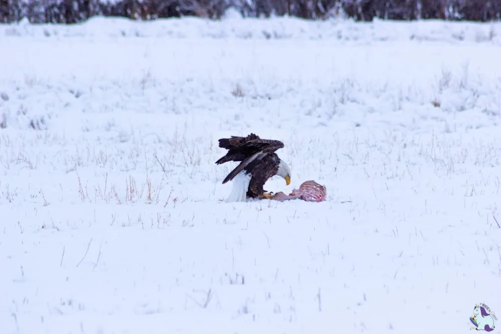 Bald Eagle eating deer carcass in Montana.