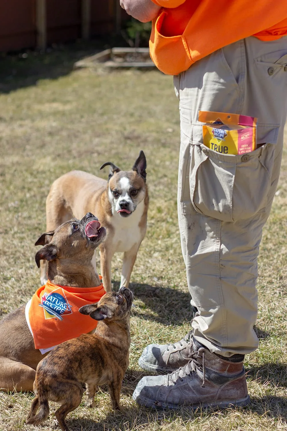 Three dogs waiting for Nature's Recipe treats