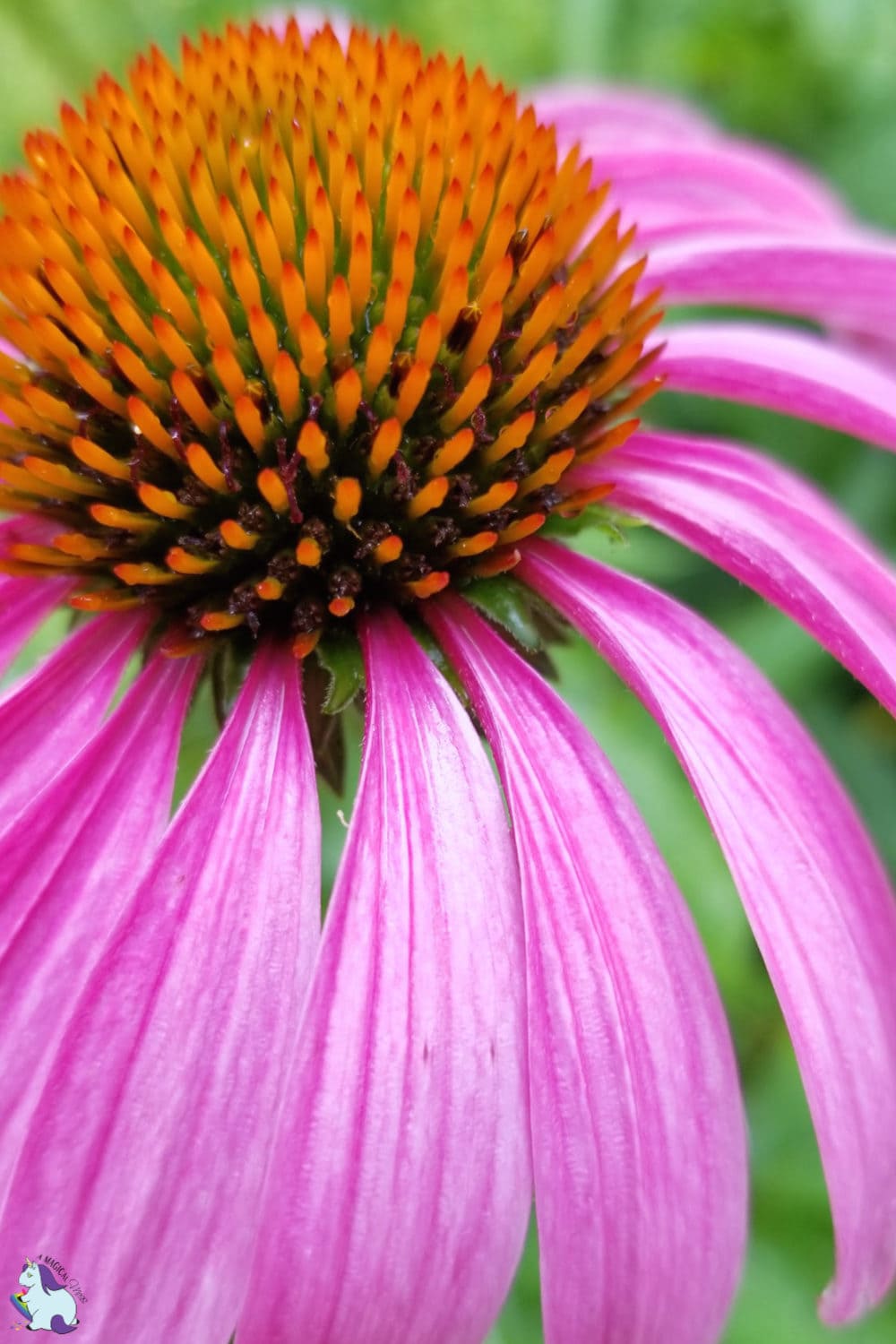 Pink coneflower close up