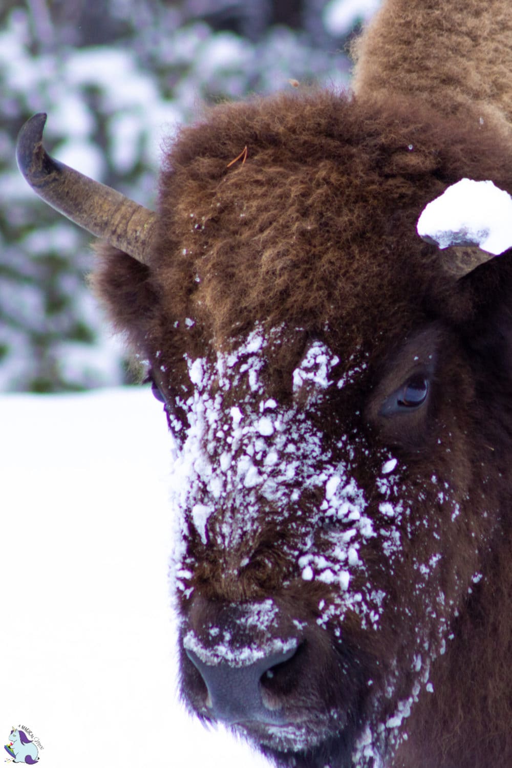 American Bison in Yellowstone covered in snow. 