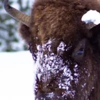 Snowy faced American Bison in Yellowstone National Park