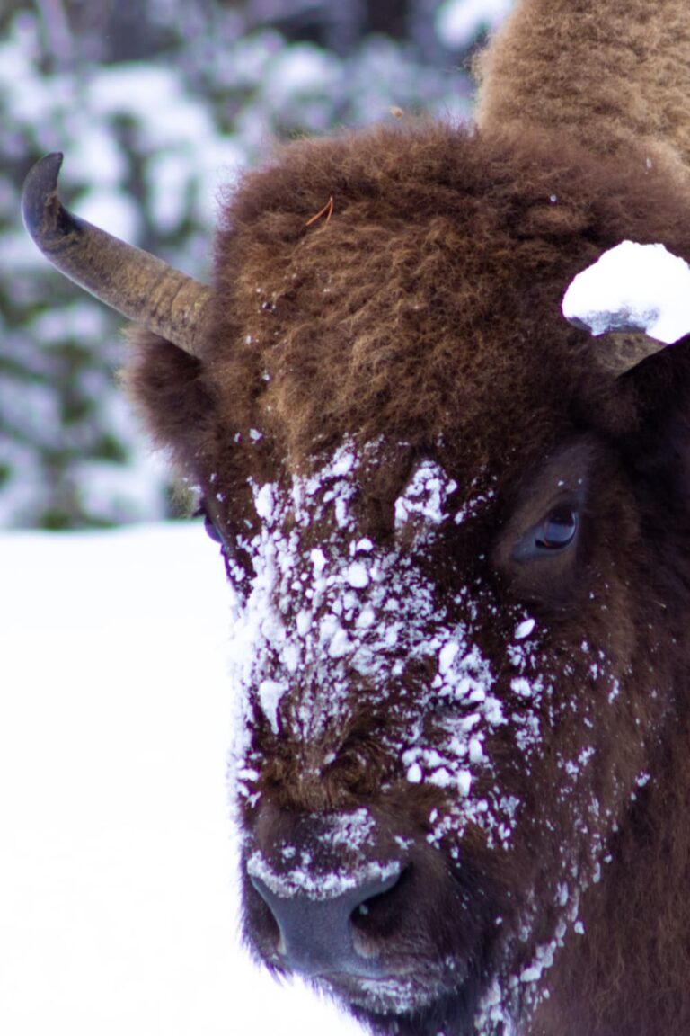 Snowy faced American Bison in Yellowstone National Park