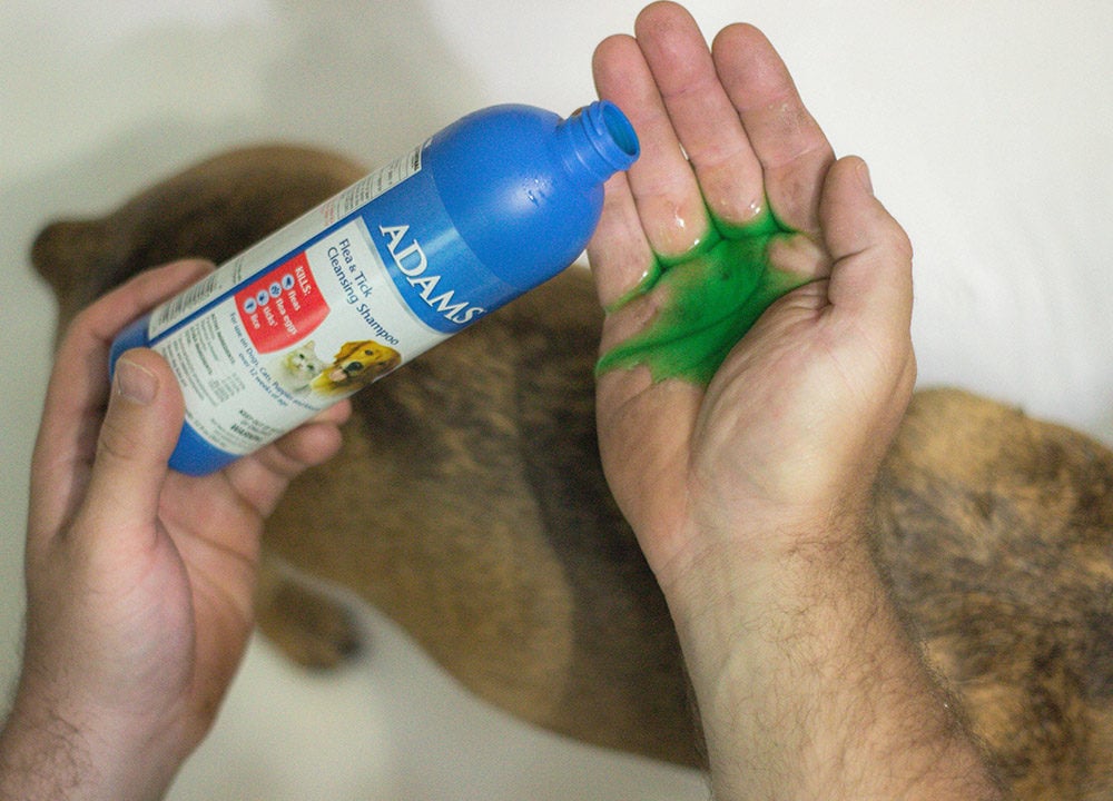 Pouring Adam's dog Shampoo into a hand before adding to the dog in the bath.