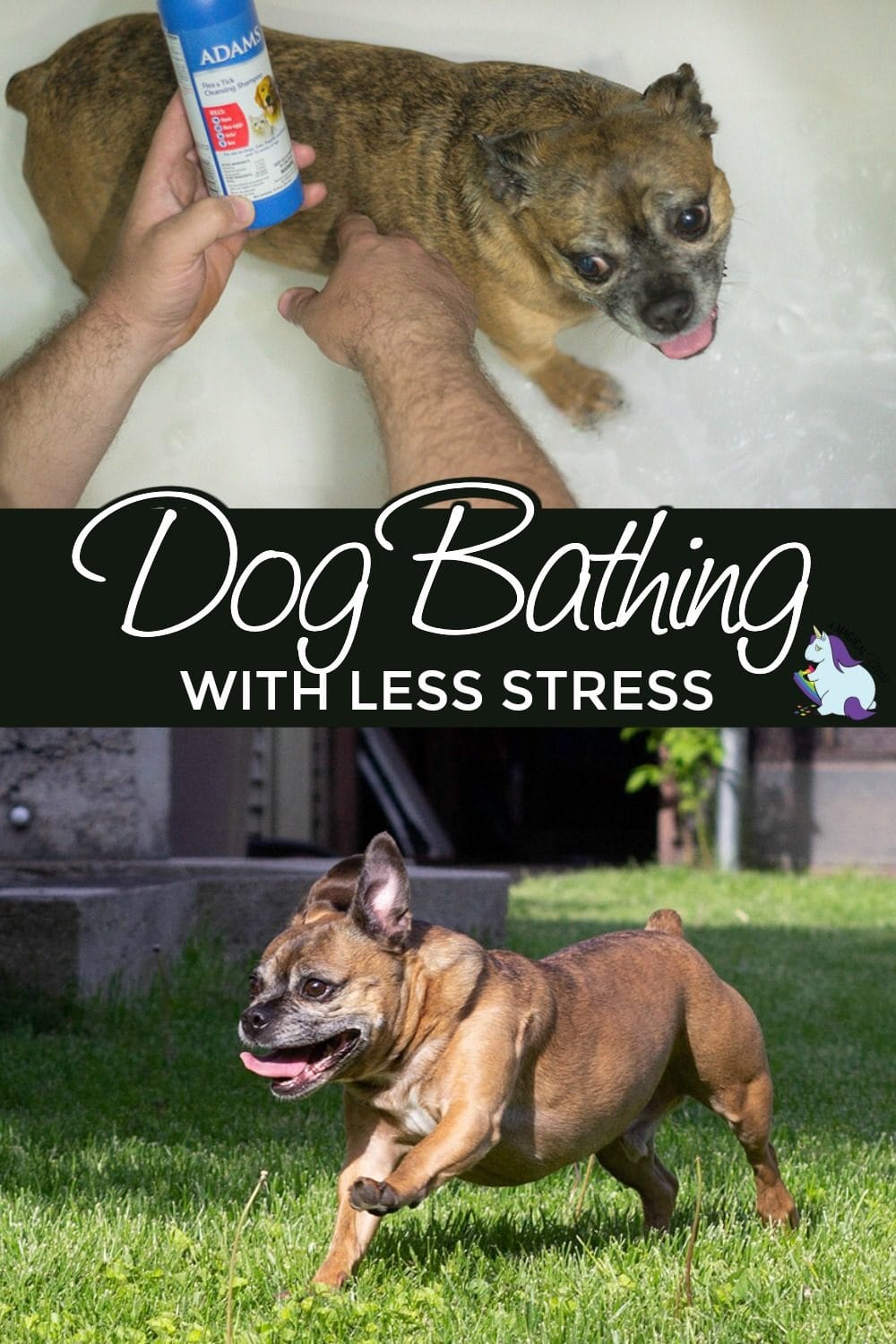 Happy dog running in the yard and taking a bath