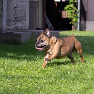 Happy dog running in the yard